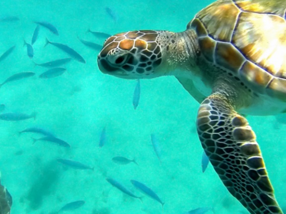 Turtle banner